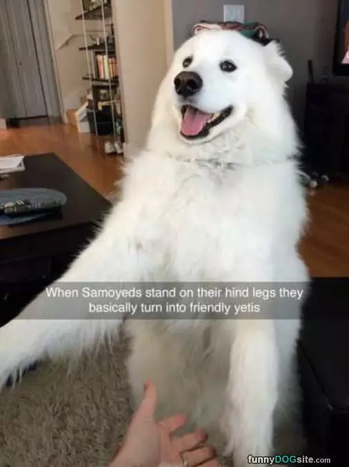 Like A Yeti