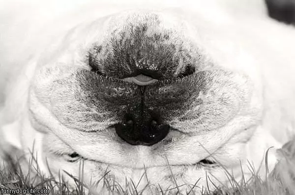 Upside Down Dog