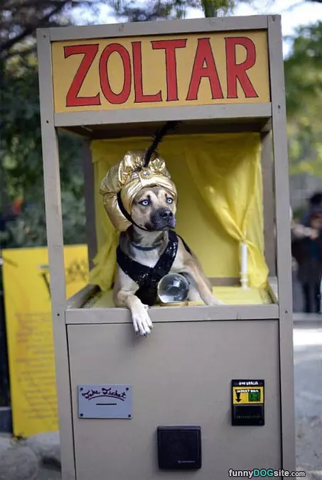 Zoltar Costume