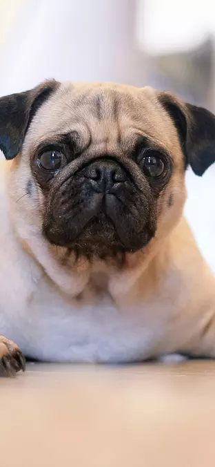 Pug