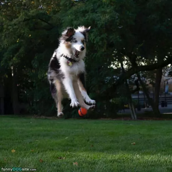 Jumping For Joy