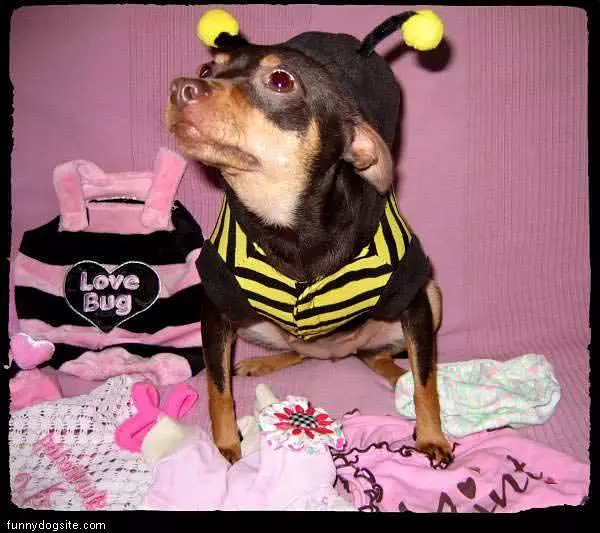 Love Bug