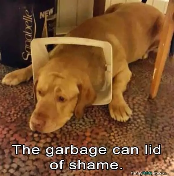 Garbage Can Lid Of Shame
