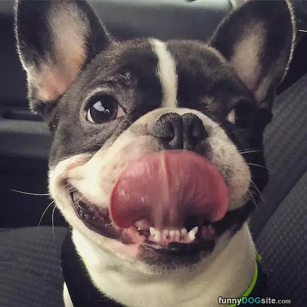 Licking My Nose