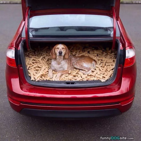 Heaven For This Dog