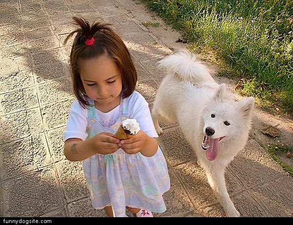 Dog Wants Ice Cream