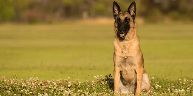brown Belgian Malinois