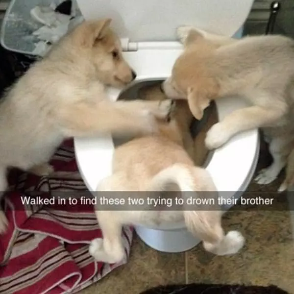 These Crazy Pups