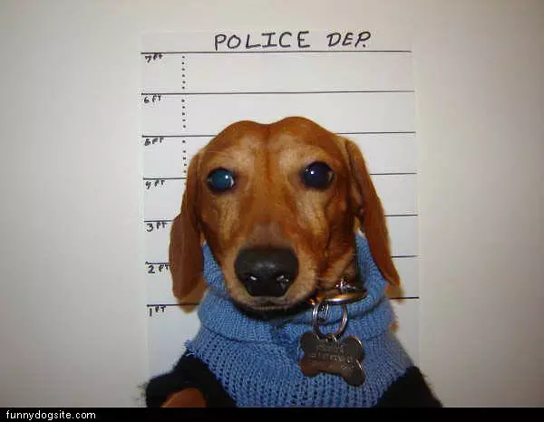 Dashound Mugshot