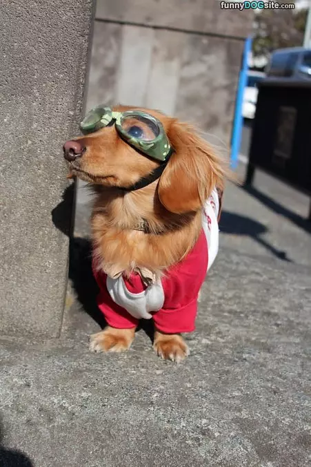 Nice Big Glasses