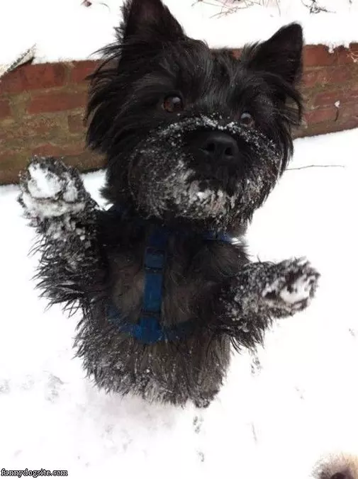 Snow Dogs Running
