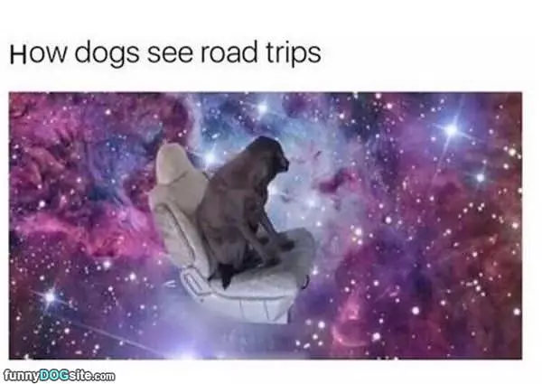 How Dogs See Road Trips