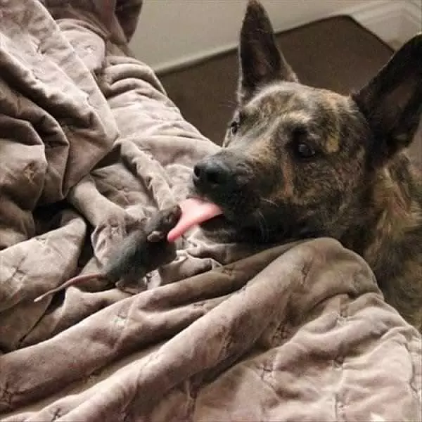 Giving A Little Kiss