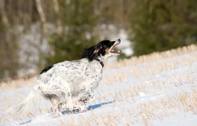 English Setter running