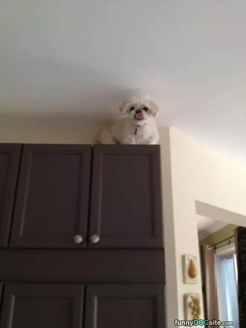 Sitting Up High