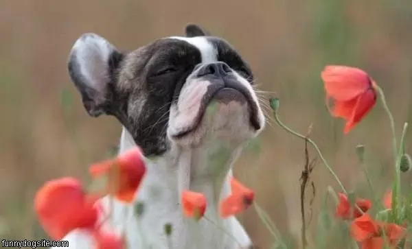 Nice Flowers