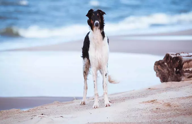 Borzoi on the beach