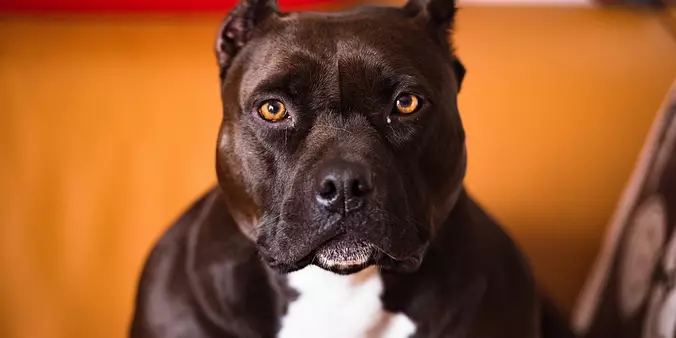 American Pitbull Terrier ex...