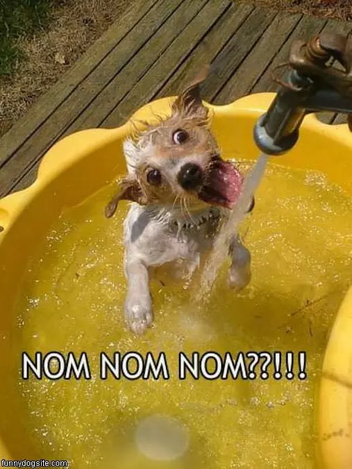 Nom Nom Nom Nom