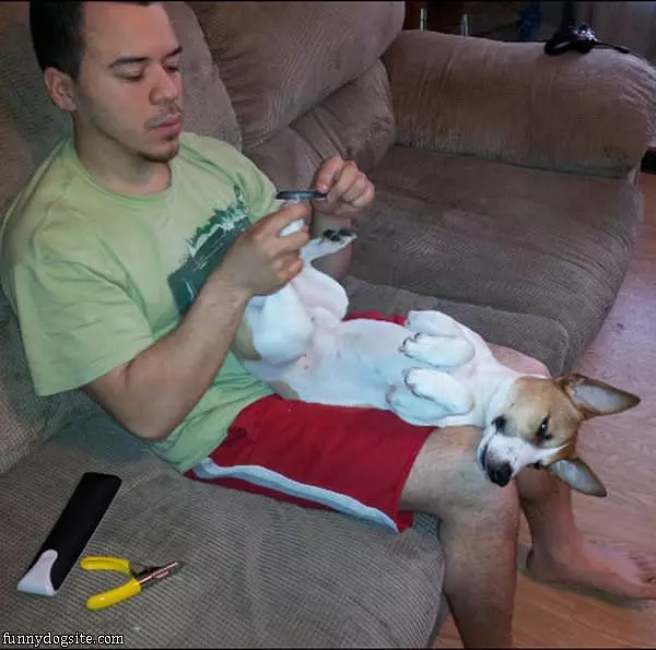 Pedicure On My Jack Russell