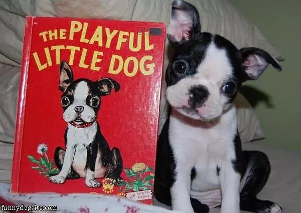 Playful Little Dog