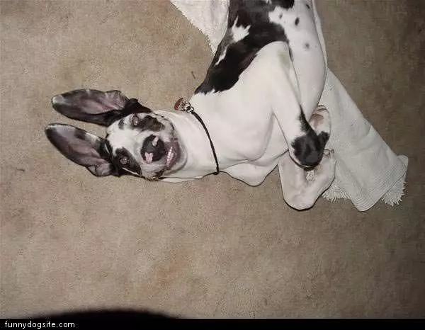 Great Dane Laughing