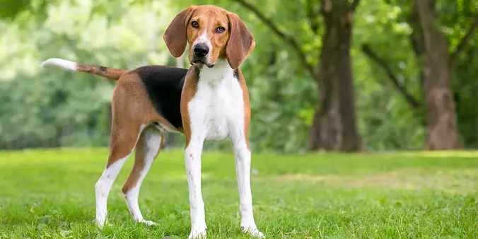 American Foxhound