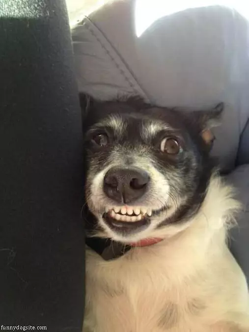This Dogs Grrrr Face