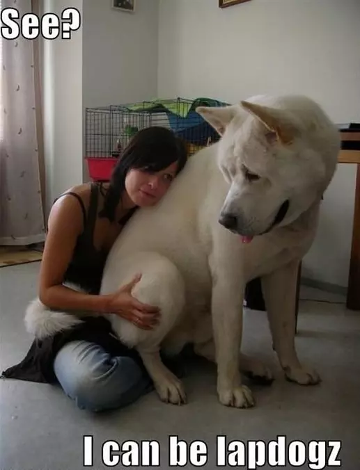 Laps Dog