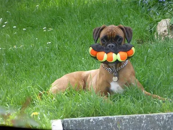 A Special Talent For A Dog