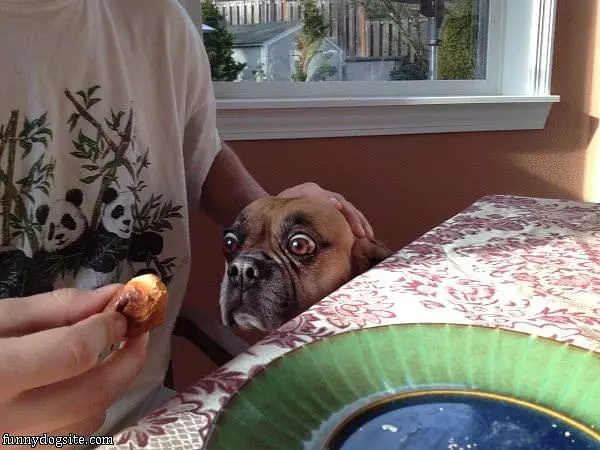 Bulldog Wants A Bite
