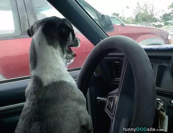Max Going For A Drive