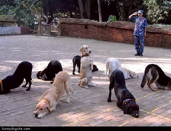 Dog Trix
