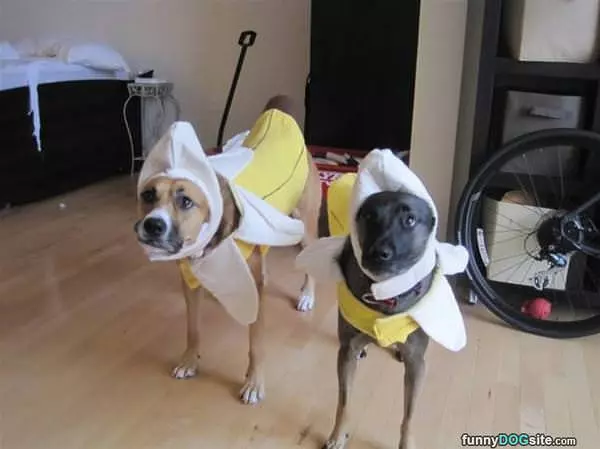 Banana Dogs