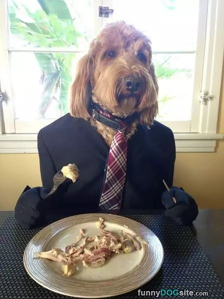 Classy Dog