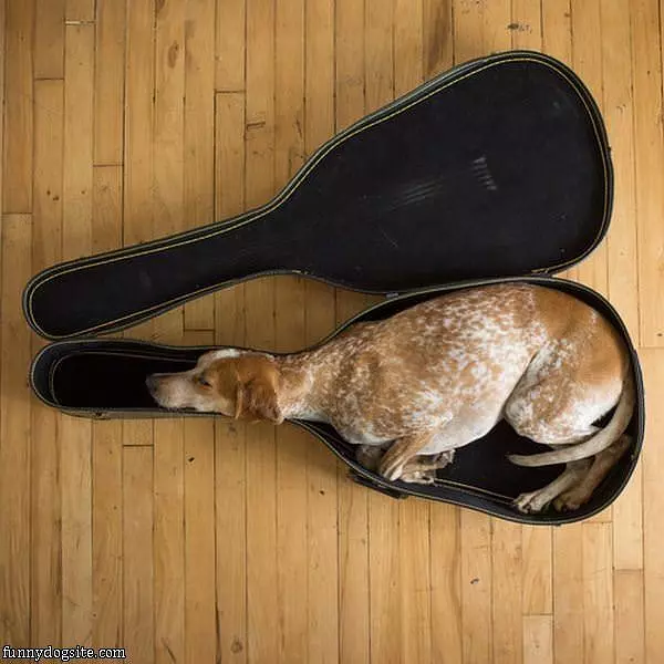 Im A Guitar Now