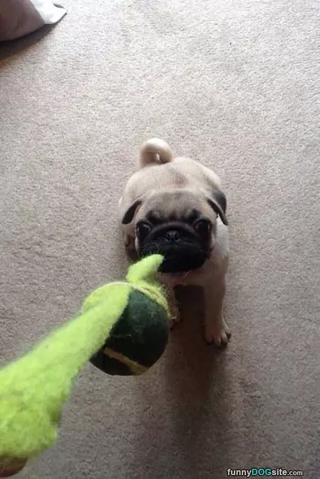 Tug Tug Tug