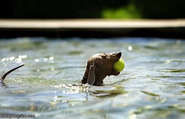 Dog Loves To Fetch