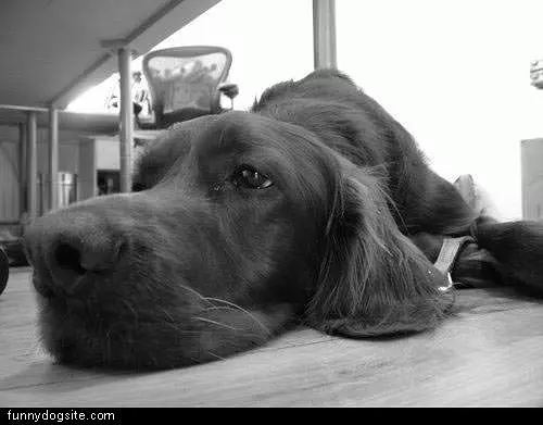 Black Lab