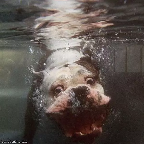 Underwater Dog