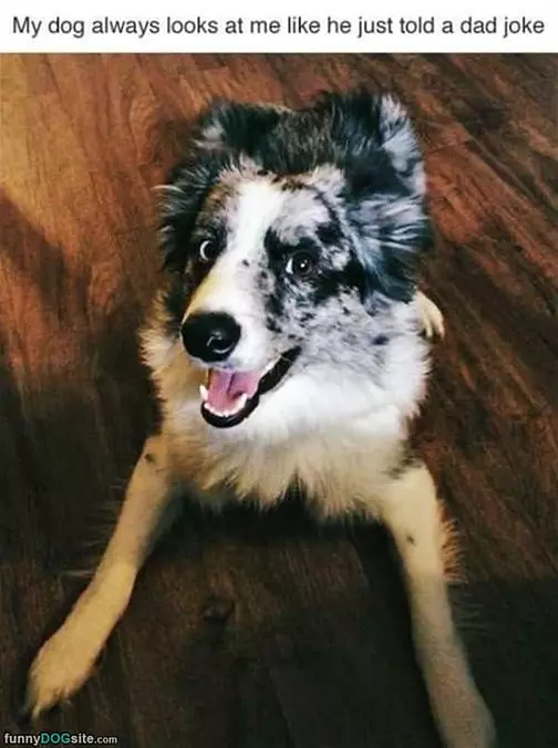 Looks Like He Heard A Good Dad Joke