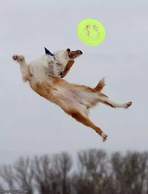 High Jumper