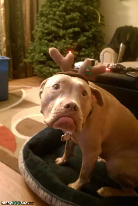 I Am A Sad Reindeer