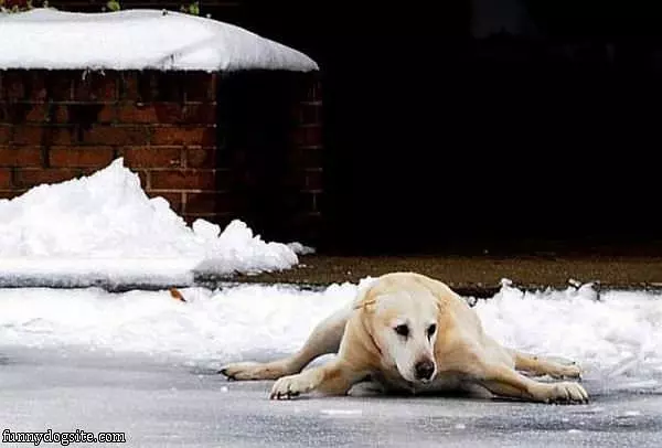 Dog Splits