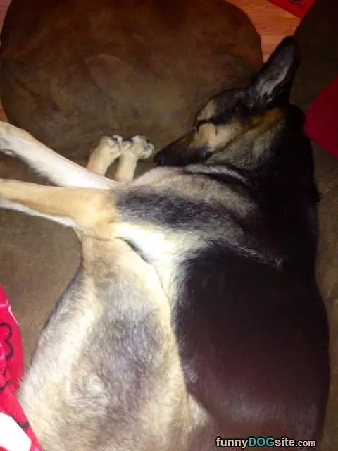 Zeus Sleeping Funny