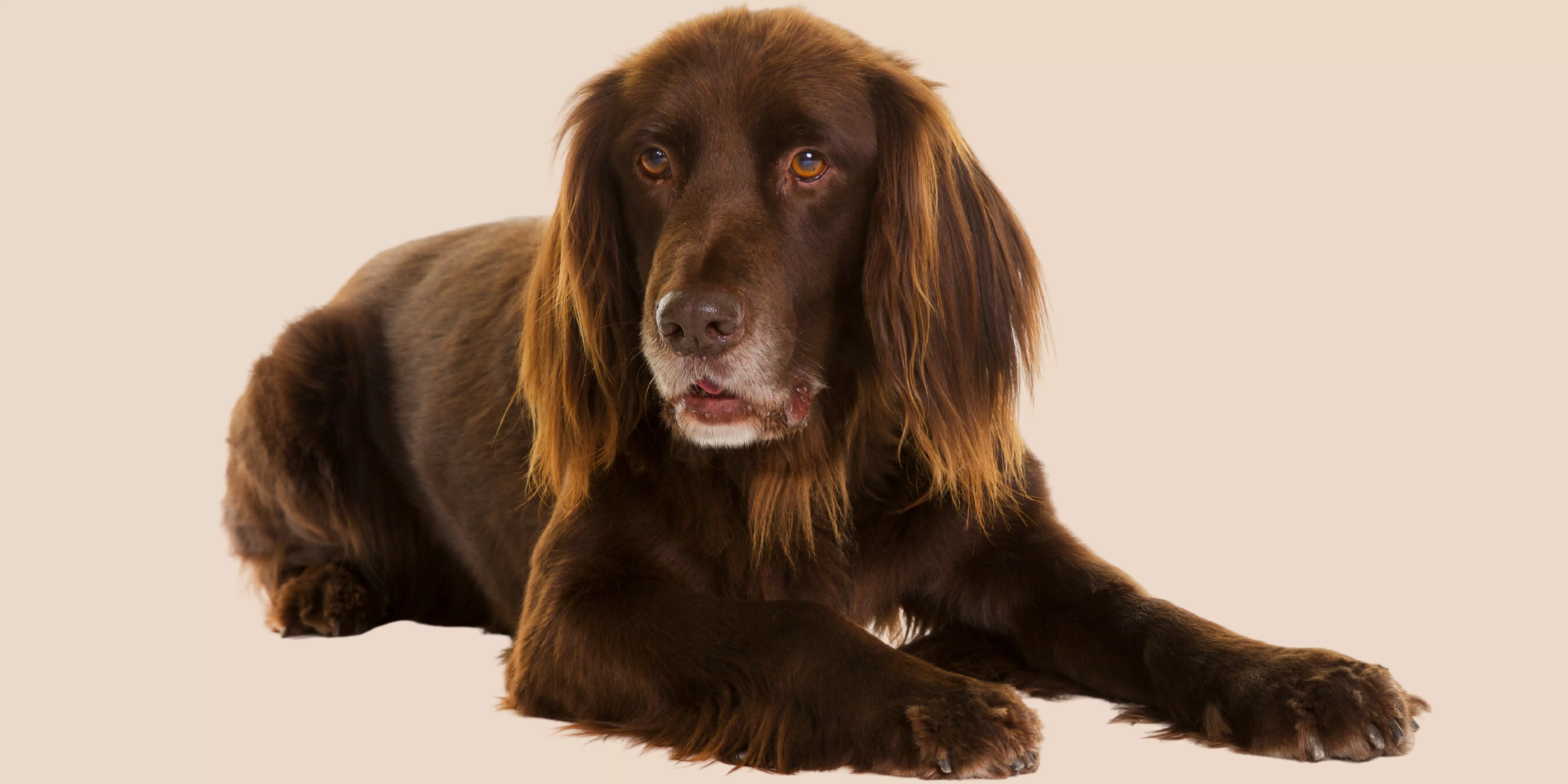 German Longhaired Pointer