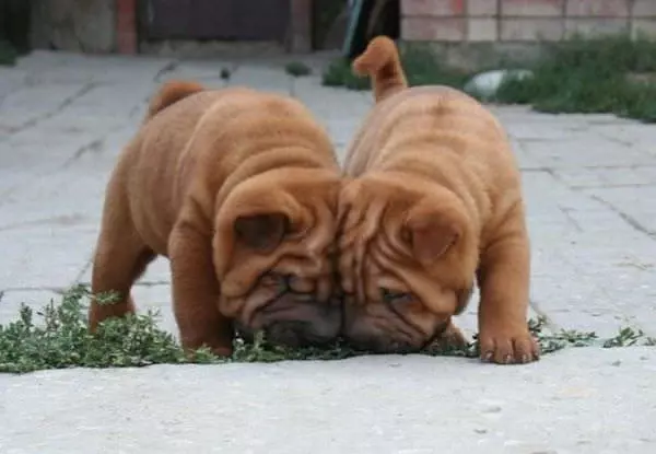 Sharing Some Grass