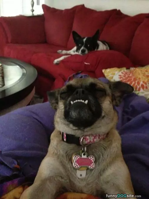 Arf