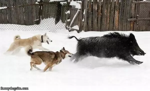Running With The Pigs