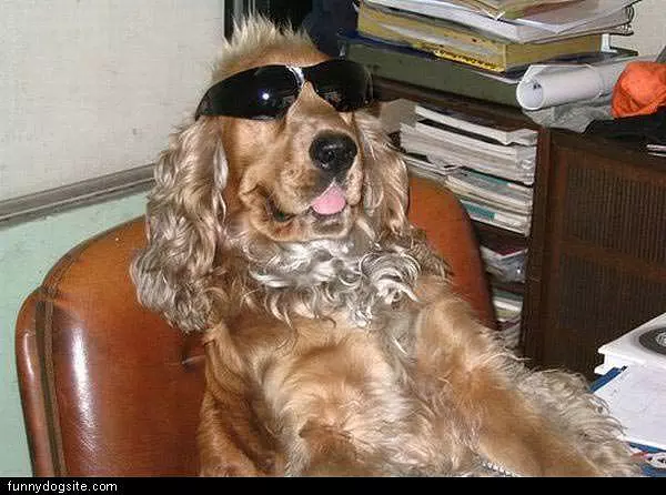Very Cool Dog